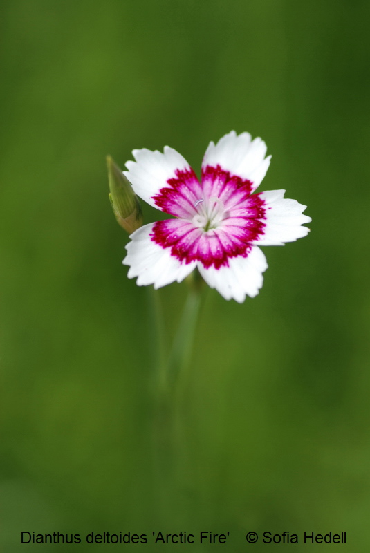 Dianthus deltoides 'Arctic Fire'